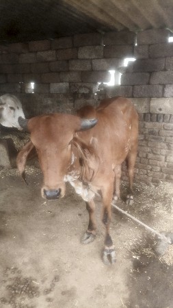 આ બે ઓડકી વેચવા ની શે