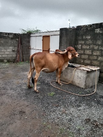 ગાય વેચવાની છે