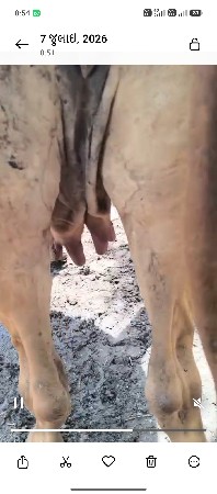 20 દીવસ કાસી છે