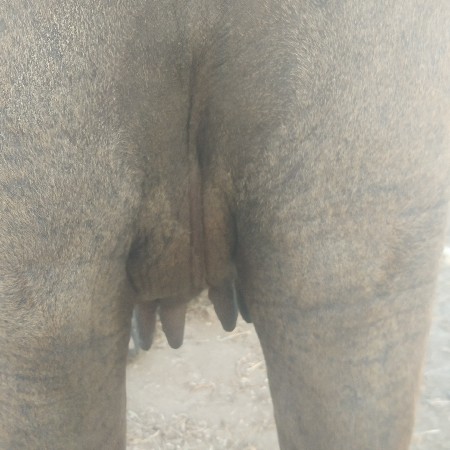 amar