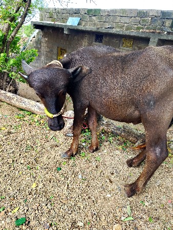 pada 2 devana se