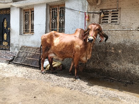 ગાય વેચવાની છે
