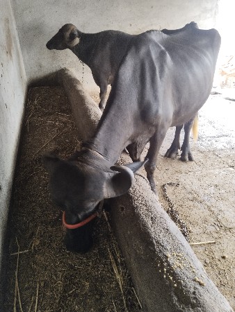 ખરેલી વેચવાની છે નવ મહિના