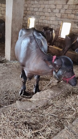 ભેંશ વેસાવની સેં