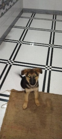 female dog puppy