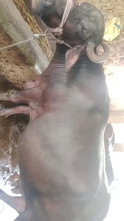 ભેંસ વેચવાની છે