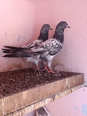 વેચવાના છે