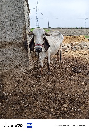 લીલડી ગાય વેચવાની છે