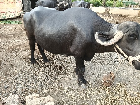 ભેશ વેચવાની છે.