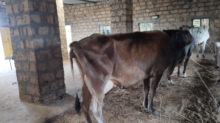 8 લિટર દૂધ હાલમાં છે