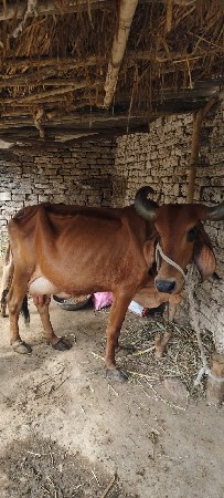 ગાય વેચવાની છે
