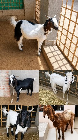 3 bakara 2 bakari