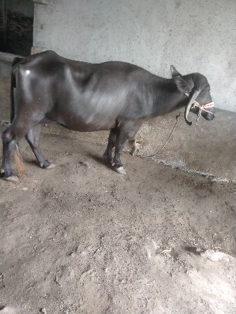 bhes devani se 10mahino hale