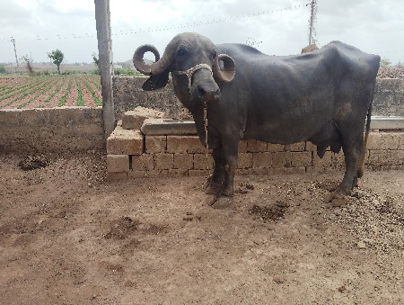 ભેસ વેચવાની શે