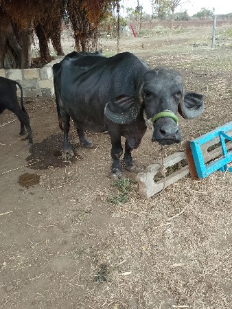 ભેંસ વેચવાની છે