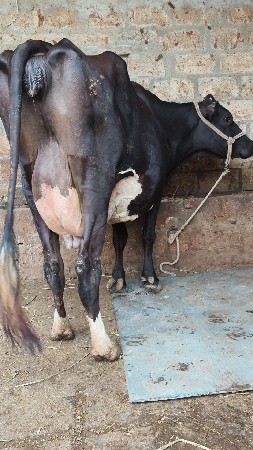 2 HF ક્રોસ ગાયું વેસવાનિ છે