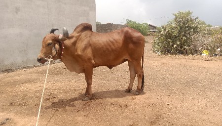 Sulochana