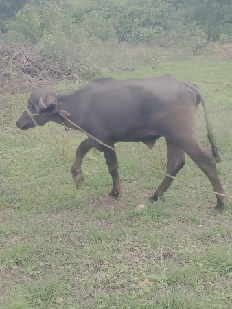 આ ખડેલિ વેચવાની છે