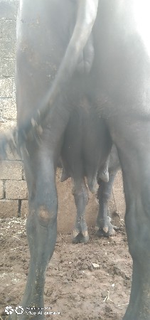 ખડેલી