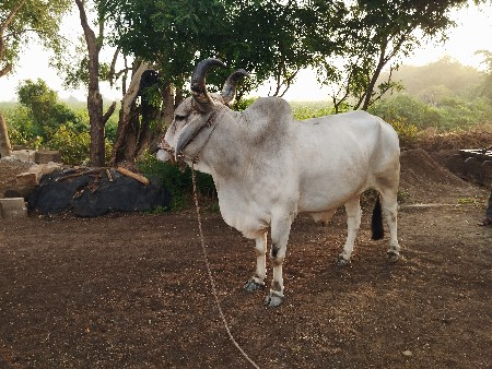 બળદ વેચવાના છે