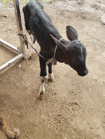 વેચવા ની છે