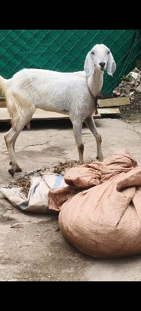 બકરી સાથૅ બચ્ચી છૅ