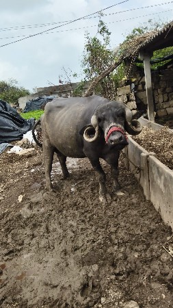 પેલવેતરી ખરેલો જાફરાબાદી