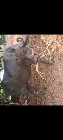 ભેશ વેચવાની છે