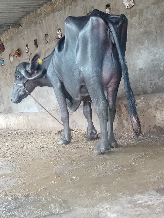 ભેંશ વેછવાની છે તેજુ વેતર છે
