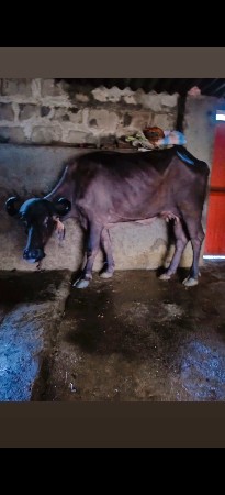ભેંસ વેચવાની છે