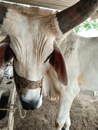 ગોઢલા ના સાટા  કરવાના છે
