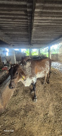 ગાય વેચવાની છે