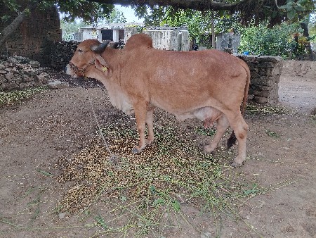 દેવસી રામ