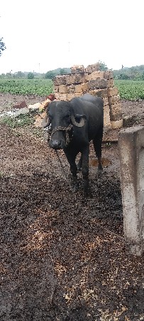 ખડેલી