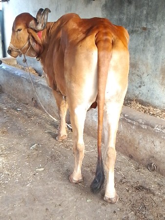 બળદ વેચવાના છે