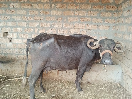 ભેંસ વેચવાની છે