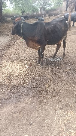 જર્સી ગાય વેચવાની