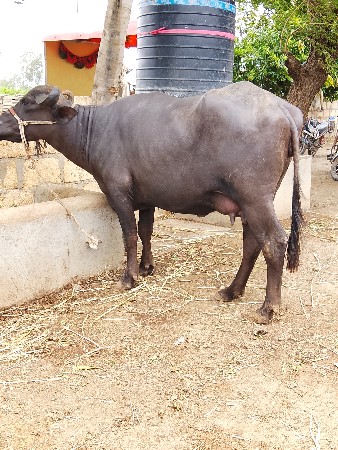 ૨ દાત