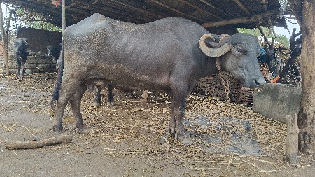 ભેંસ
