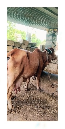 વેચવા ની છે