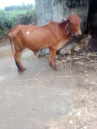 સુત્રાપાડા