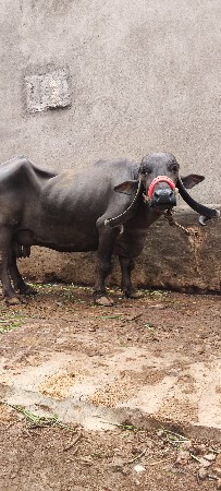 ભેસ વેચવાની છે