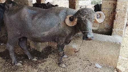 બે પાડા વેચવાના છે