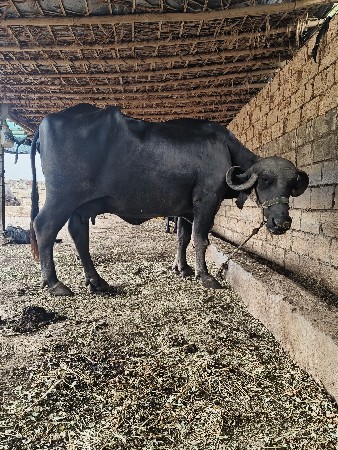 એકજ ભાવ