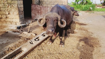 ભેશ વેશવાનિ શે 2વેતર શે