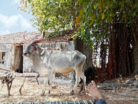 બળદ વેસવાનો‌ છે