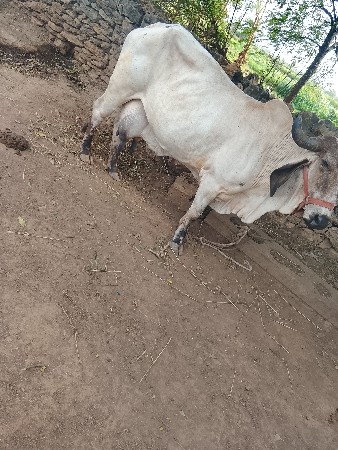 લીલડી
