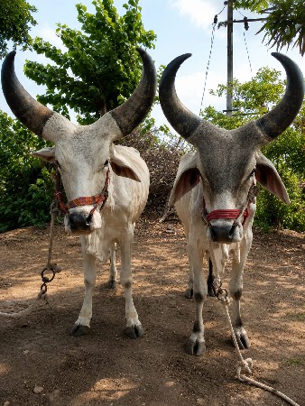 ગોધલા વેચવાના છે