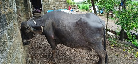 ભેંસ વેચવાની છે