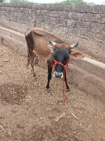 વાછડી વેચવાની છે
